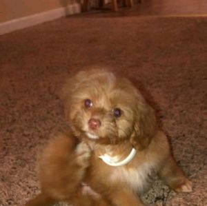 Meet your Posher, Danielle